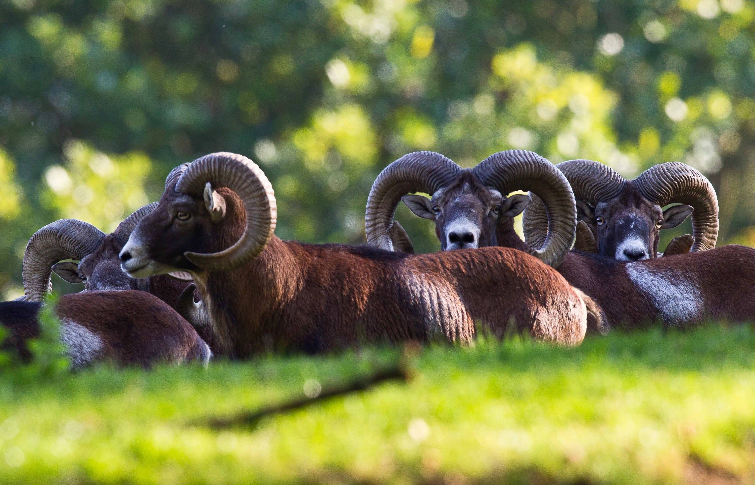 Wildpark