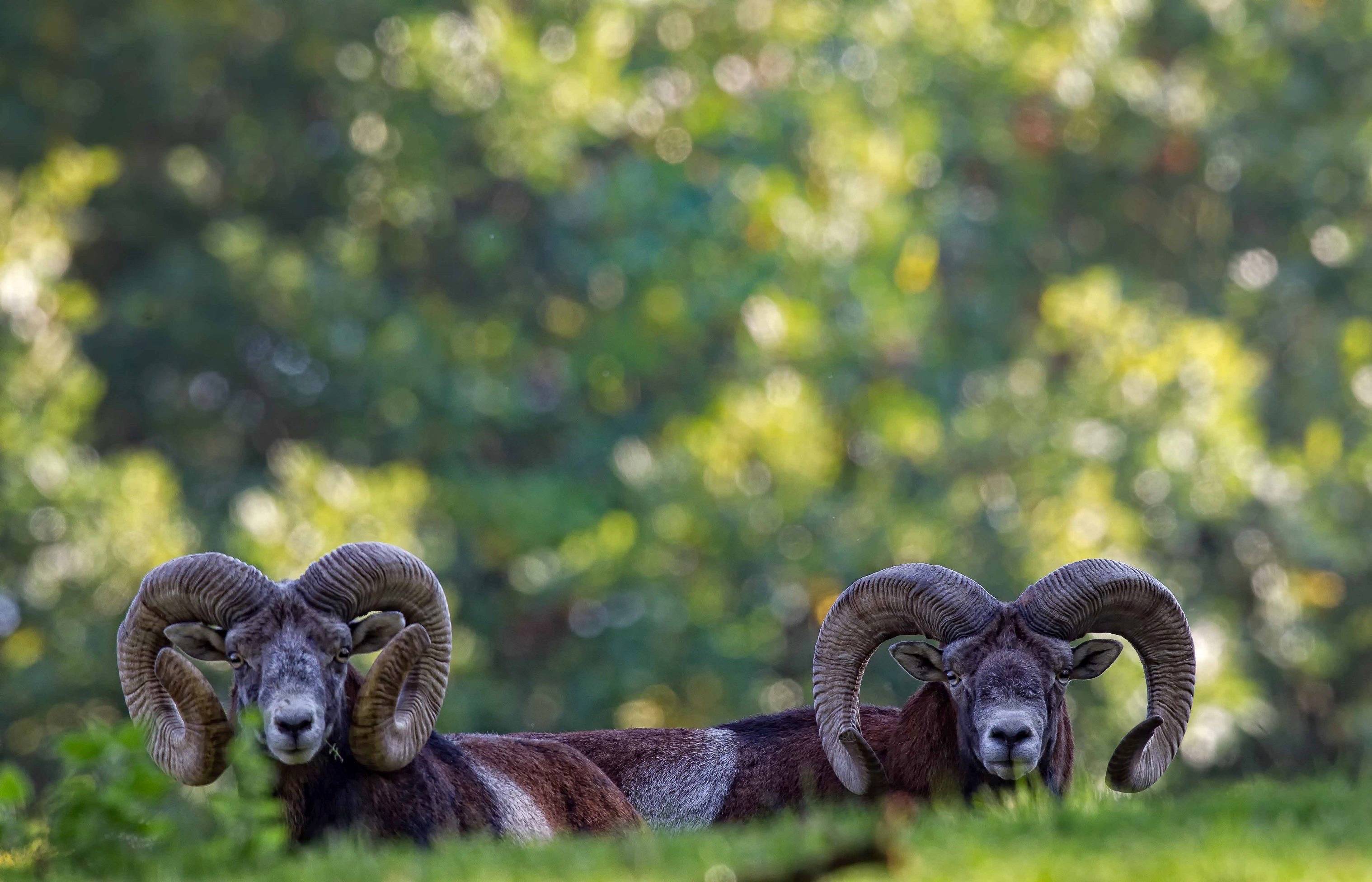 Wildpark
