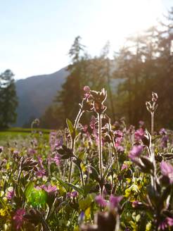 Engadin