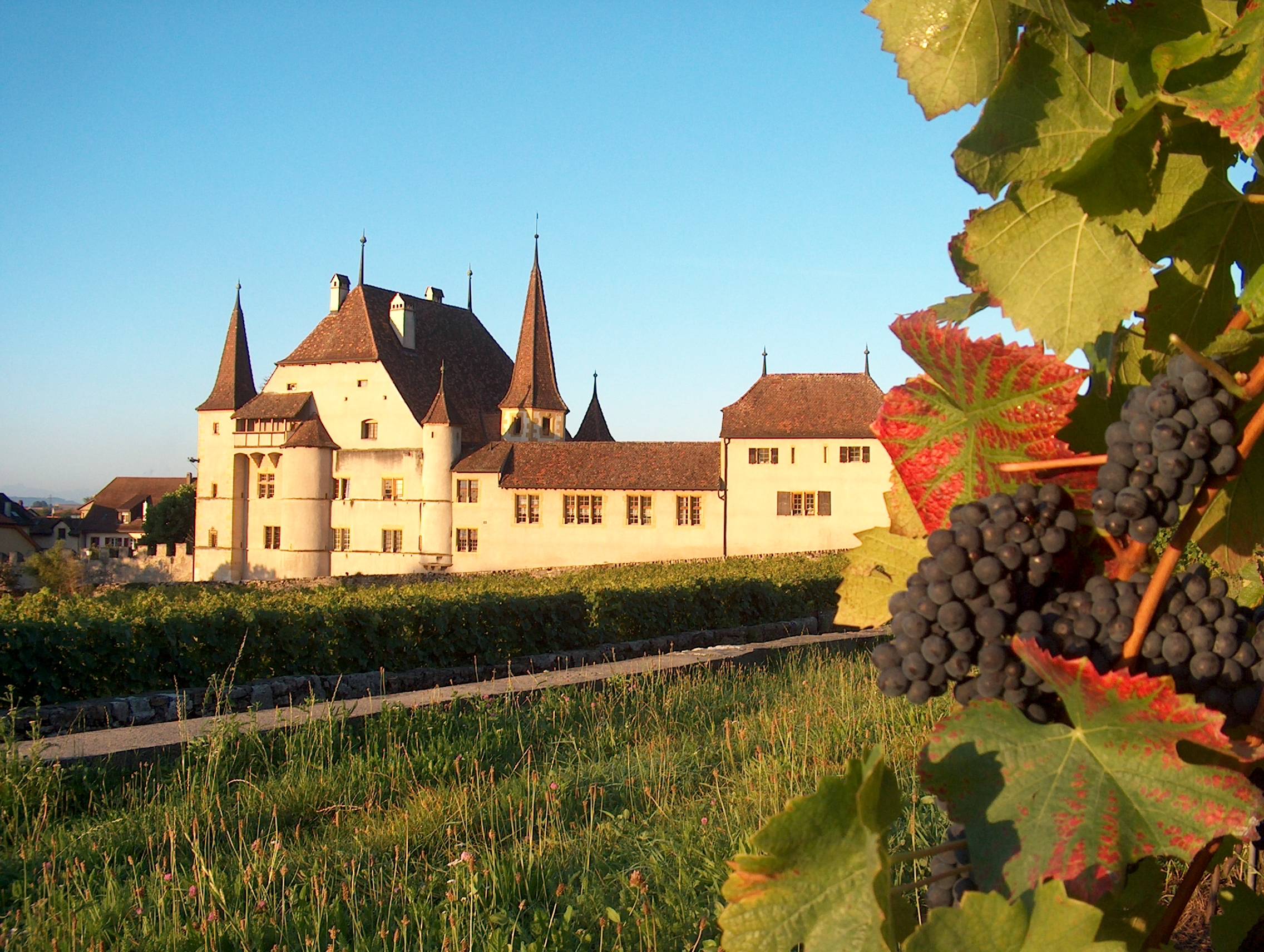 Cave des Lauriers, Jungo & Fellmann