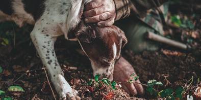 Trüffelsuche im Piemont