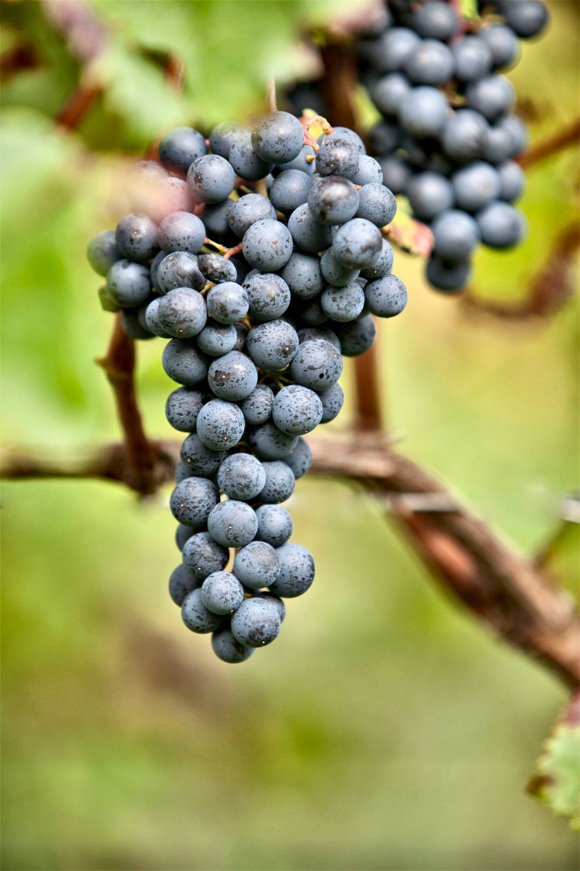 Cave à vin