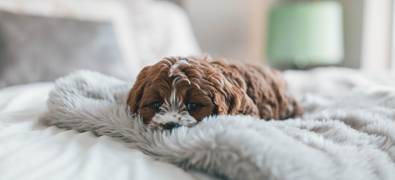 Hundefreundliche Angebote in der Region Serfaus-Fiss-Ladis