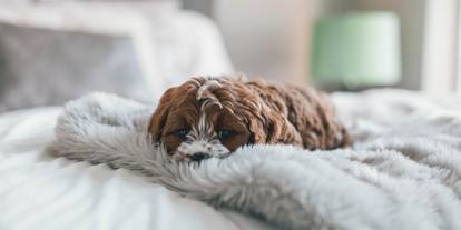 Mit meinem Hund verreisen? Kein Problem mit weekend4two!