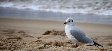 Nordfriesischen Inseln