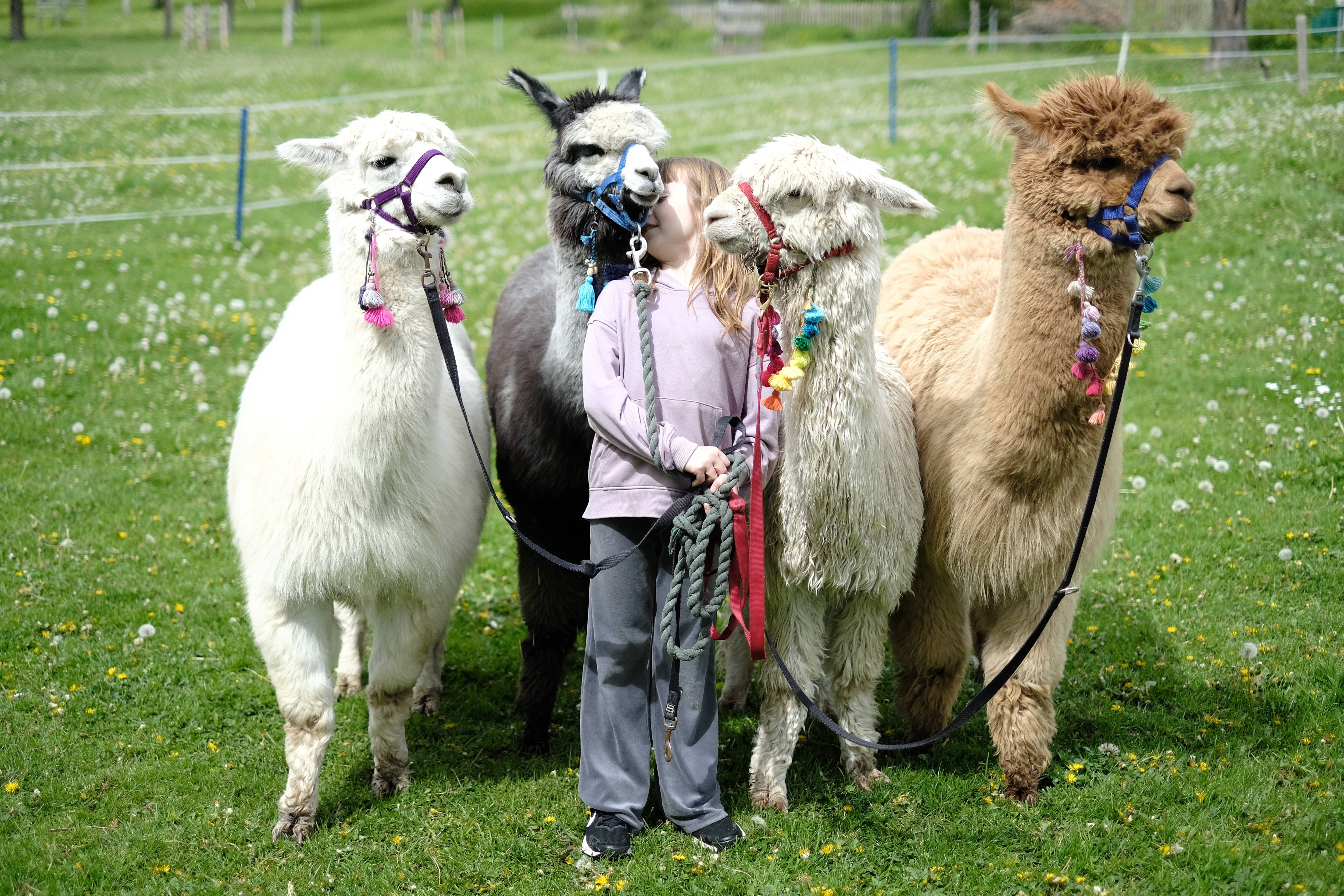 Lama/Alpaka Trekking