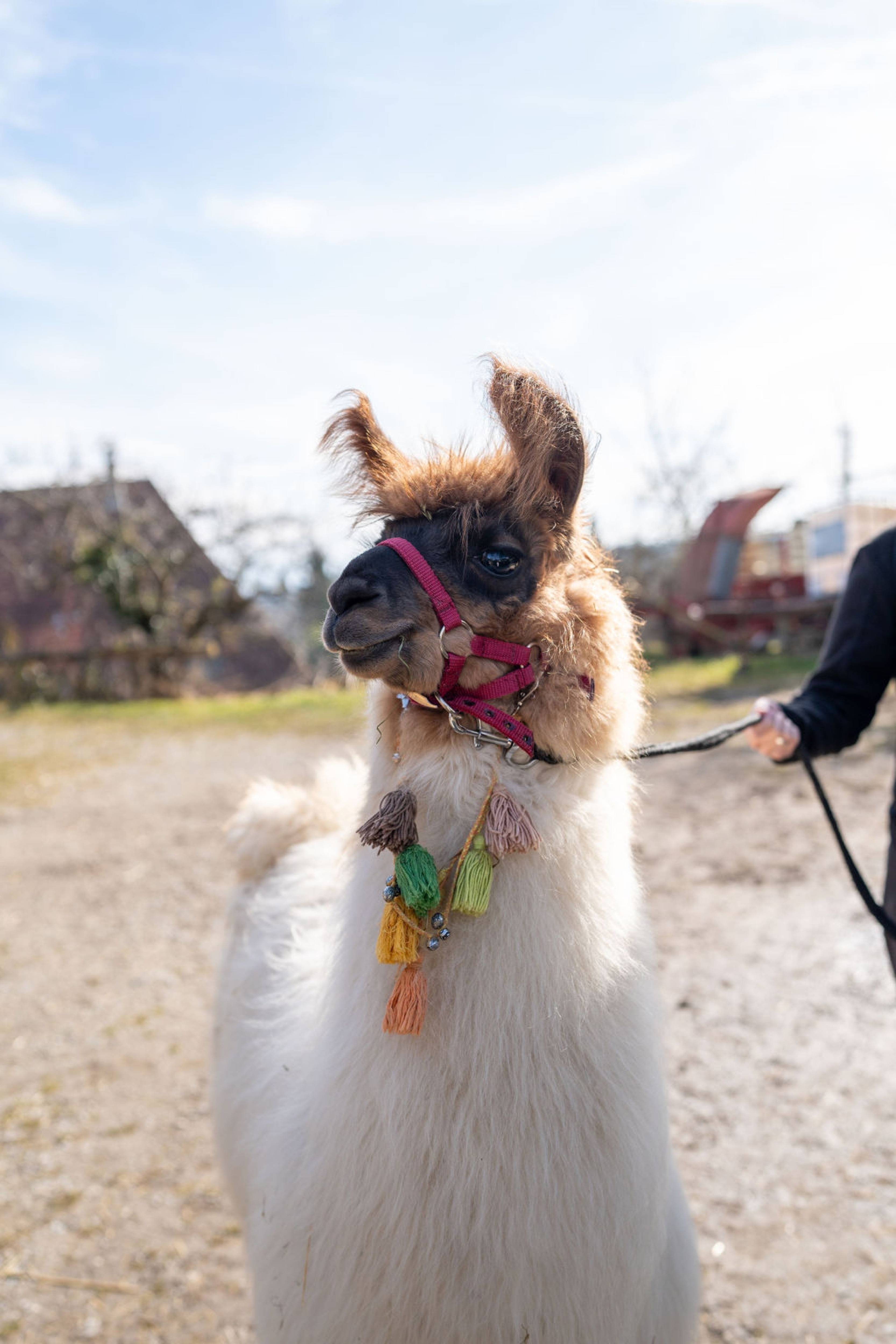 Lama/Alpaka Trekking