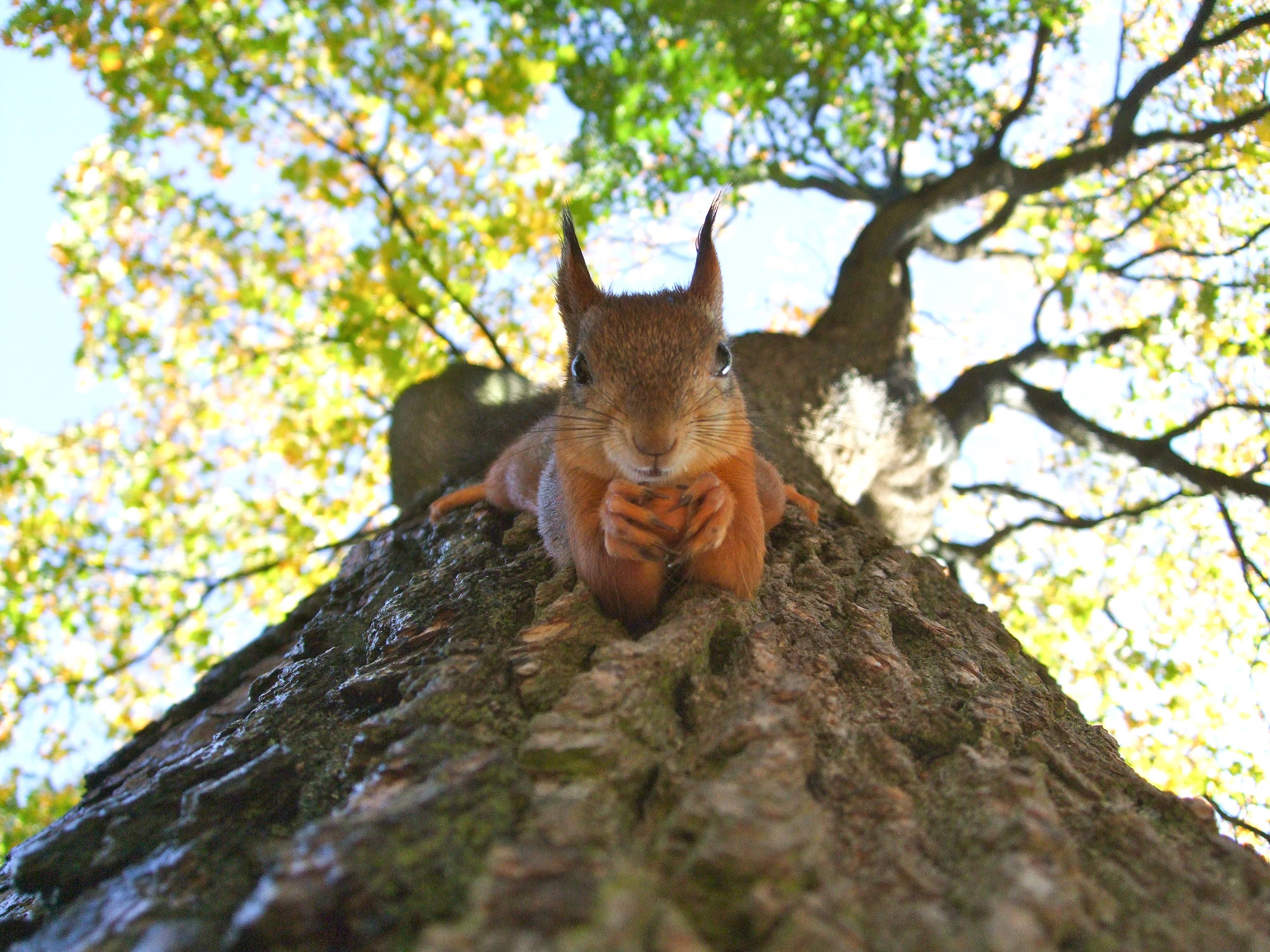Bild von einem Eichhörnchen auf einem Baum