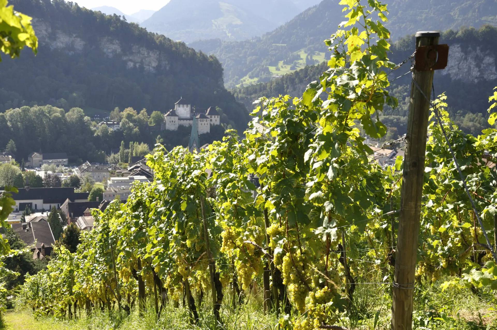 Domaine viticole et cave à vin